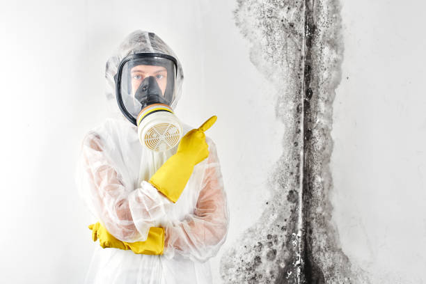 Best Black Mold Removal  in Pierce City, MO